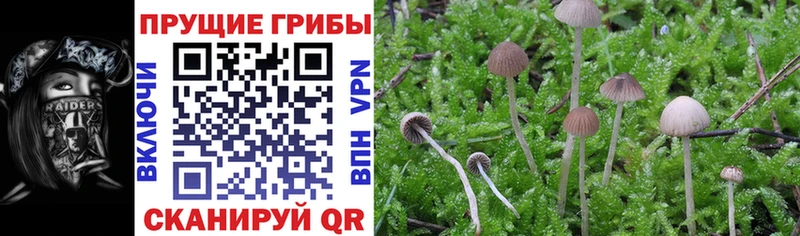 Псилоцибиновые грибы Cubensis  Ртищево 